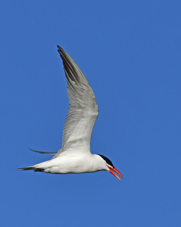 Caspian Tern Flies Photograph