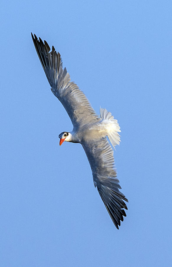 Caspian Tern Flying Wings Outstretched Photograph by William Bitman