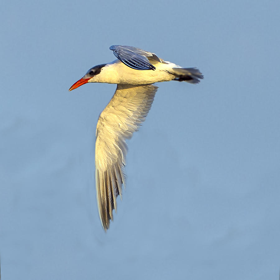 Caspian Tern Flying With One Wing Lowered Photograph by William Bitman