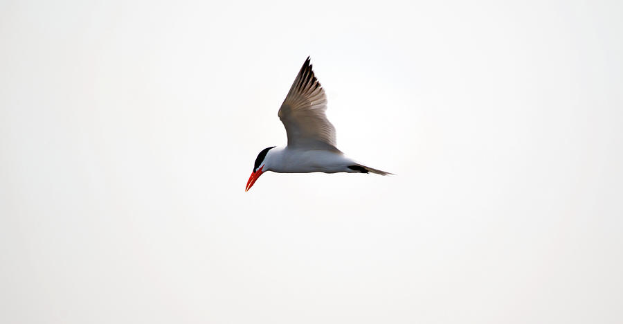 Caspian Tern In Flight Photograph