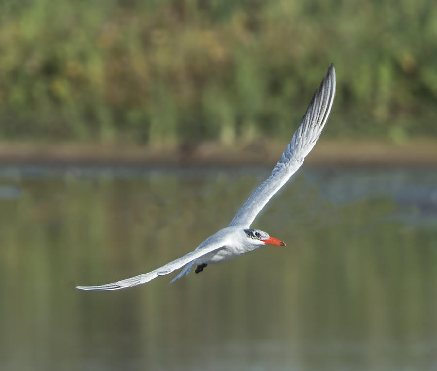 Bird Photograph - Caspian Tern In Flight by William Bitman