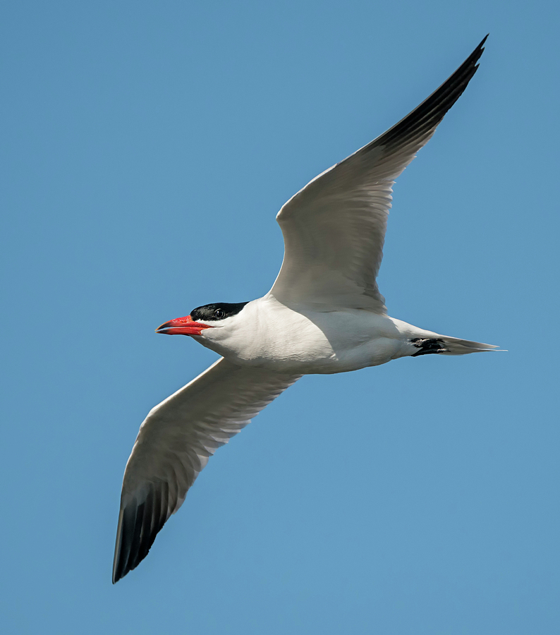 Caspian Tern Photograph by Loree Johnson