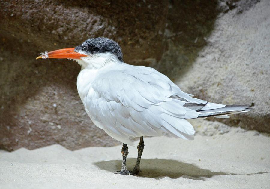 Caspian Tern on a Sandy Spot Photograph by Richard Bryce and Family