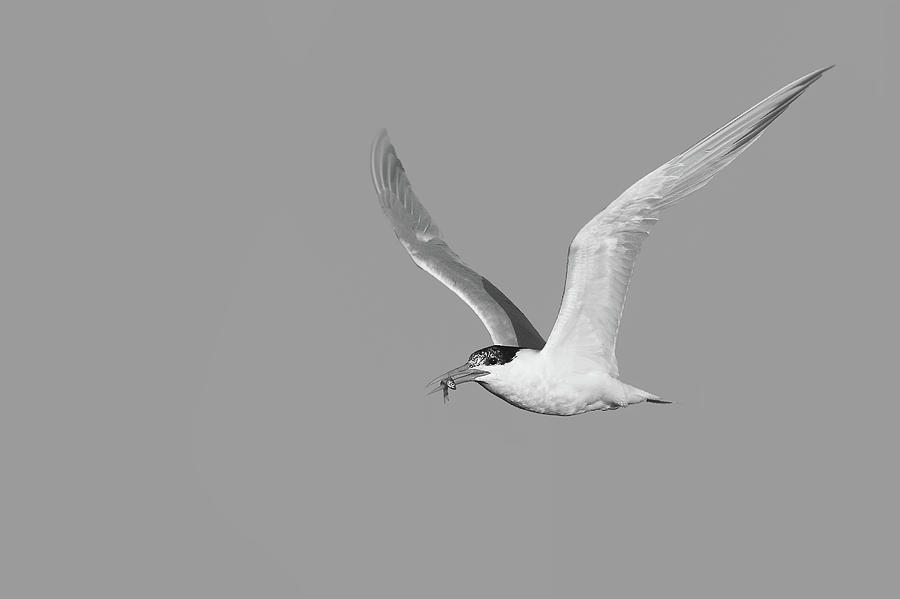 Caspian Tern With Fish In Black And White Photograph