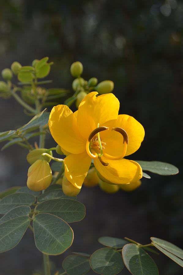 Cassia Bloom and Buds Photograph by Warren Thompson