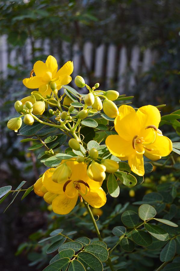 Cassia Blooms Photograph by Warren Thompson