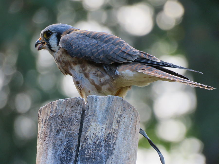 Cassie The Kestrel Photograph By Cheryl Trudell Fine Art America