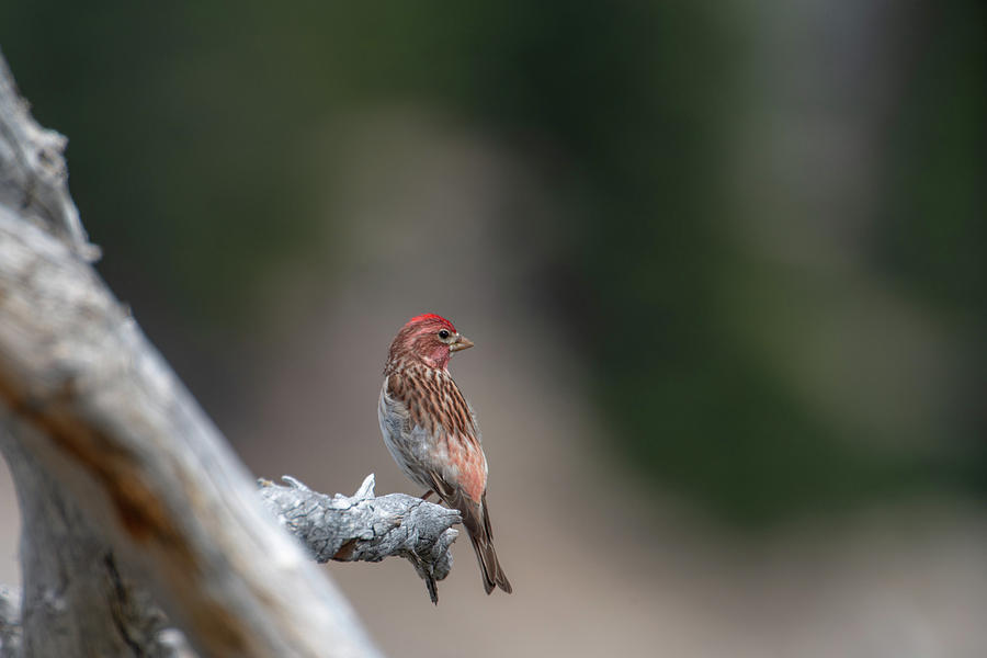 Cassin's Finch by Ken Dietz Cassin's Finch by Ken Dietz