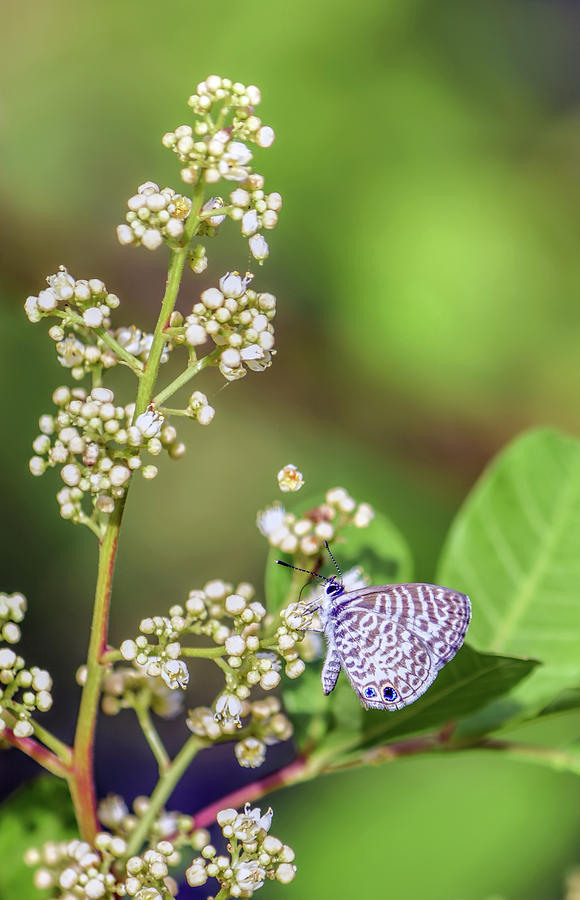 Cassius Blue Butterfly Photograph by William Tasker - Fine Art America