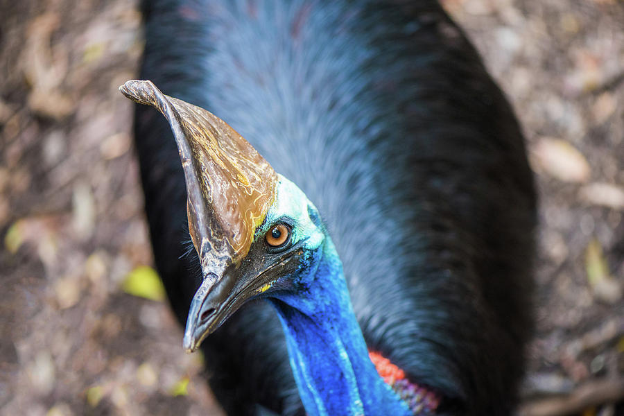 Cassowary Look Photograph by Jodie Nash - Fine Art America