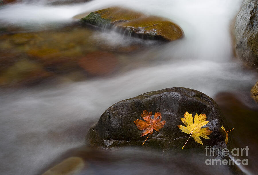 Leaves Photograph - Castaways by Mike Dawson Leaves Photograph - Castaways by Mike Dawson