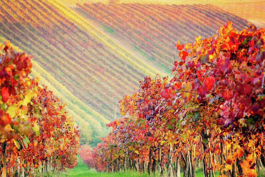 Castelvetro di Modena, vineyards in Autumn Photograph by Francesco Riccardo Iacomino