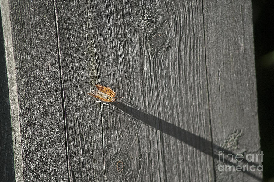 Casting a long shadow Photograph by Dan Friend