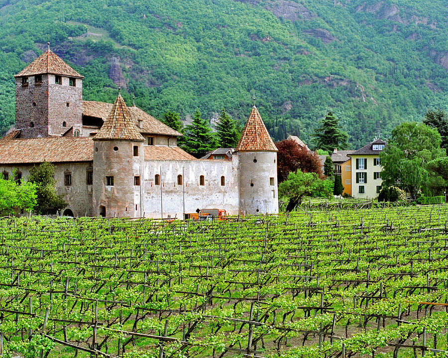 Castle And Vineyard In Italy Greg Matchick 