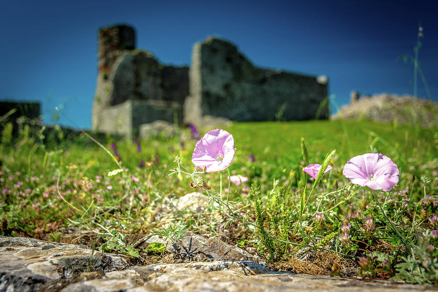 Castle Flowers Photograph by Andrew Matwijec