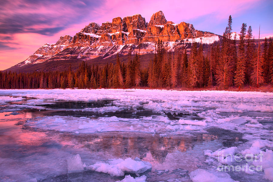 Castle Mountain Pink Paradise Photograph by Adam Jewell
