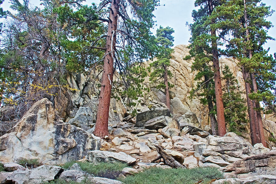 Castle Rock and Trees near Big Bear Lake, California Photograph by Ruth Hager