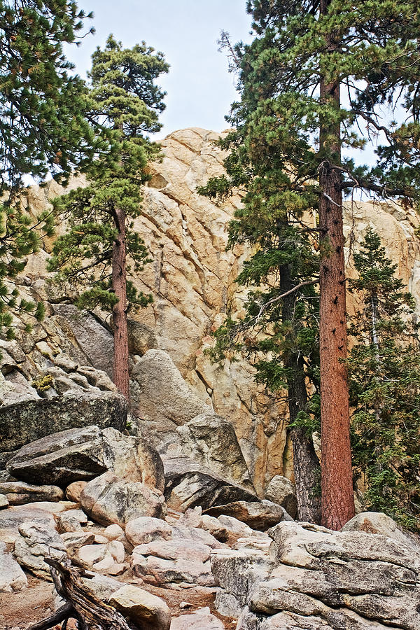 Castle Rock Trail near Big Bear Lake, California  Photograph by Ruth Hager