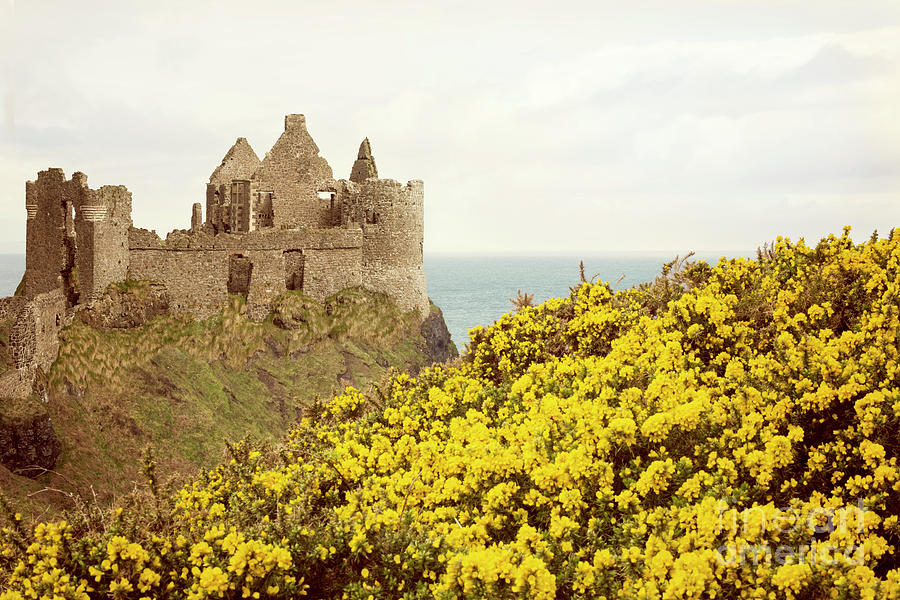 Castle ruins and yellow wildflowers along the Irish coast Photograph by Juli Scalzi