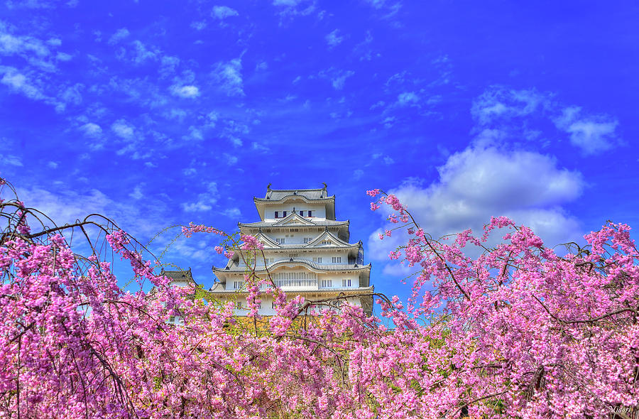 Castles Blossom Photograph by Midori Chan