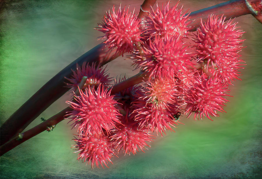 Castor Bean Flowers Photograph by Leslie Montgomery