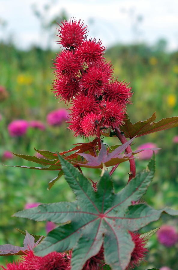 Castor Bean Plant Photograph by Mary Courtney