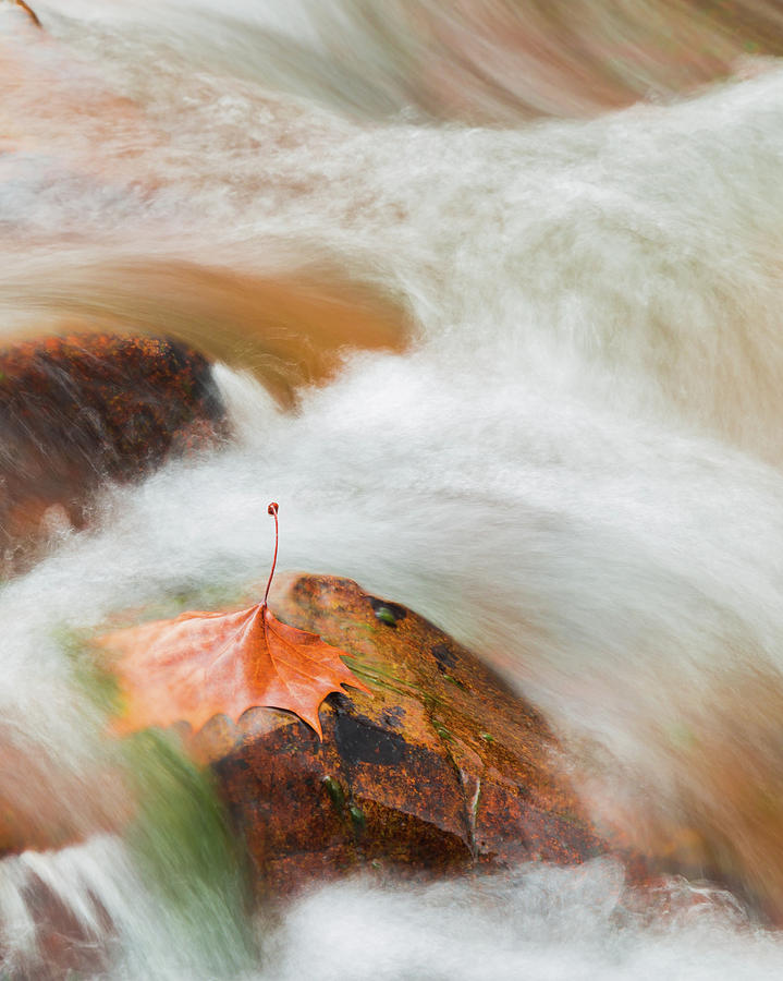 Castor River Leaf Photograph by Joe Kopp
