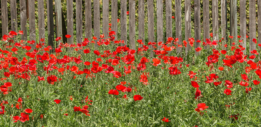 Castro Poppies Along the Fence Photograph by Teresa Wilson