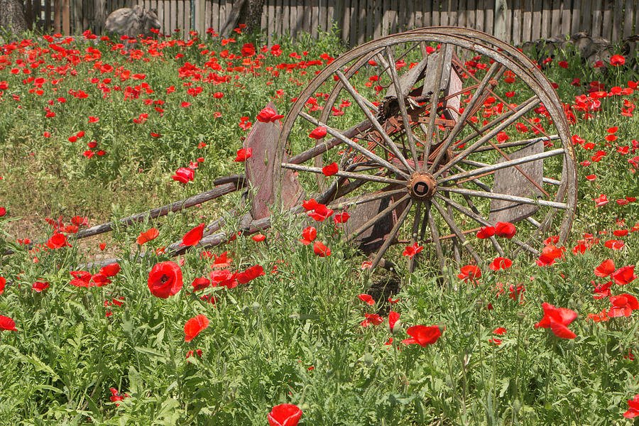 Castro Poppies and Old Wagon 2 Photograph by Teresa Wilson