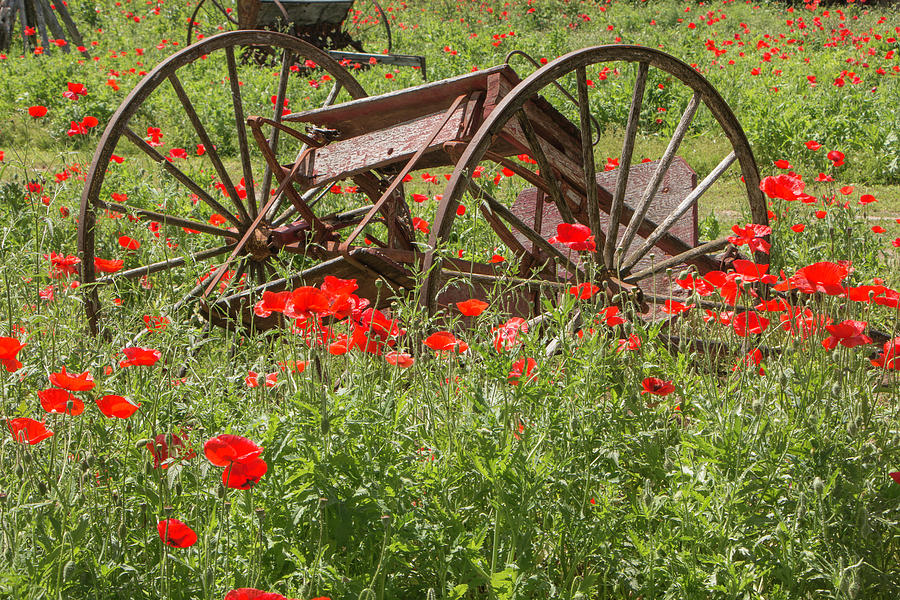 Castro Poppies and Old Wagon Photograph by Teresa Wilson