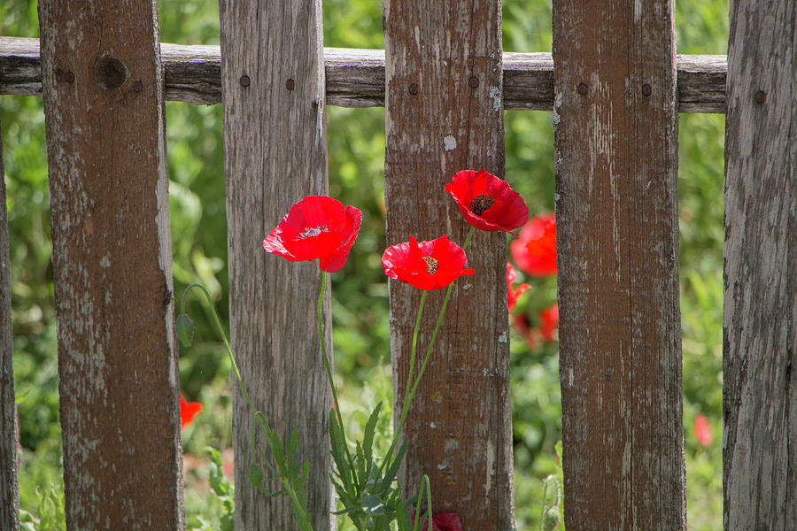 Castro Poppies by Weathered Fence Photograph by Teresa Wilson