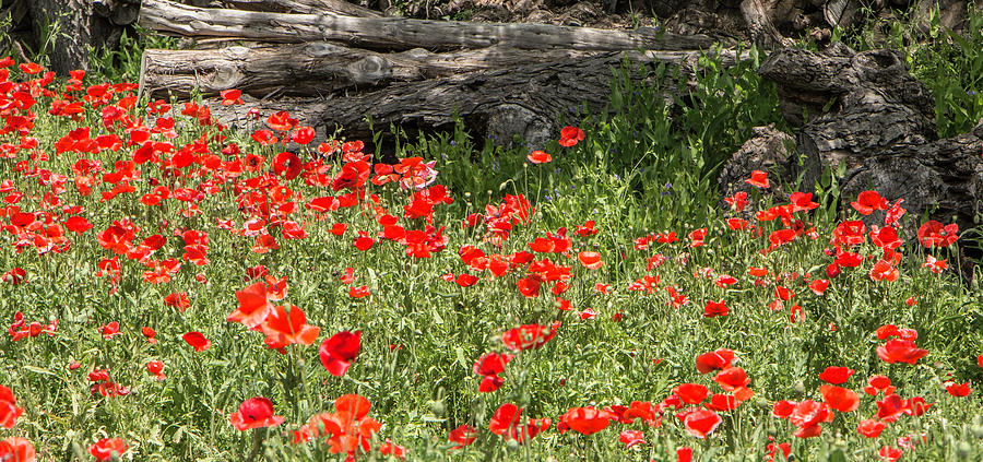 Castro Poppies with Fallen Log Photograph by Teresa Wilson