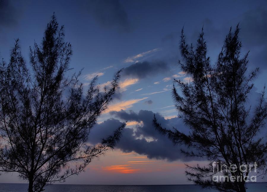 Casuarinas At Dusk Photograph by James Brooker Fine Art America