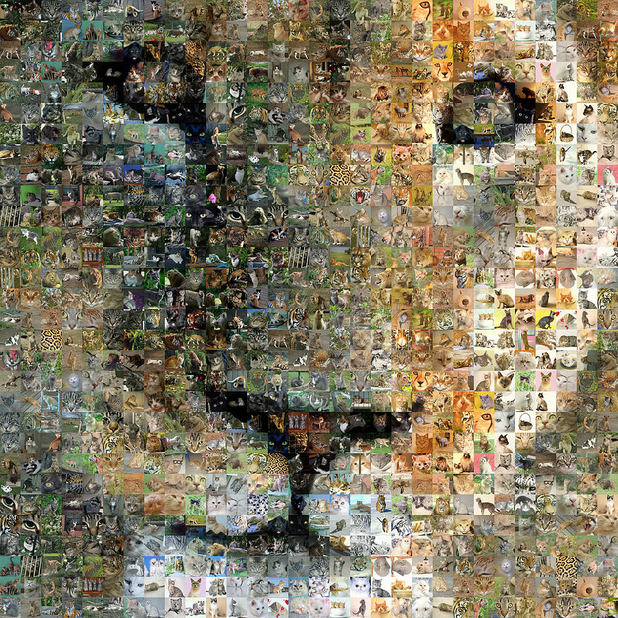 Lion Digital Art - Cat 02 by Gilberto Viciedo