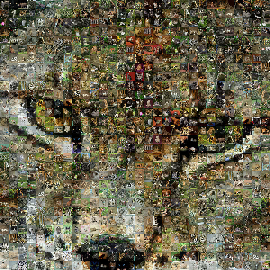 Lion Digital Art - Cat 04 by Gilberto Viciedo