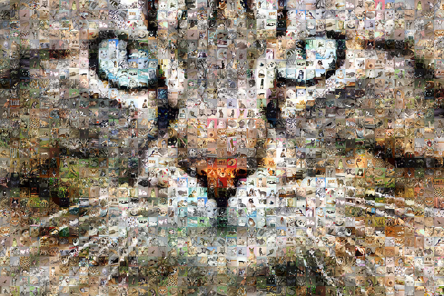 Cat Digital Art - Cat 09 by Gilberto Viciedo