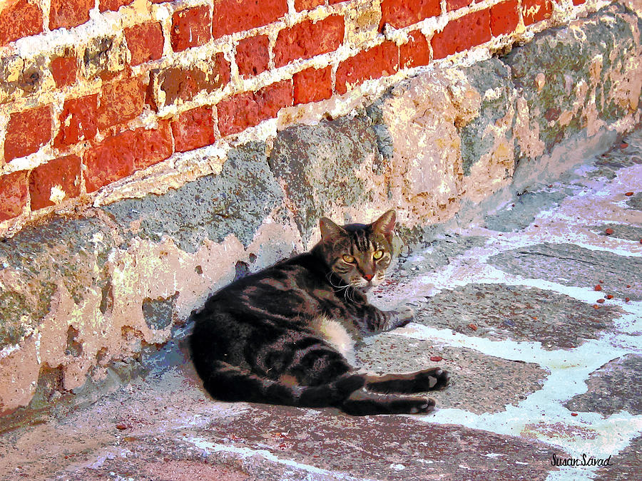 Cat Photograph - Cat Against Stone by Susan Savad
