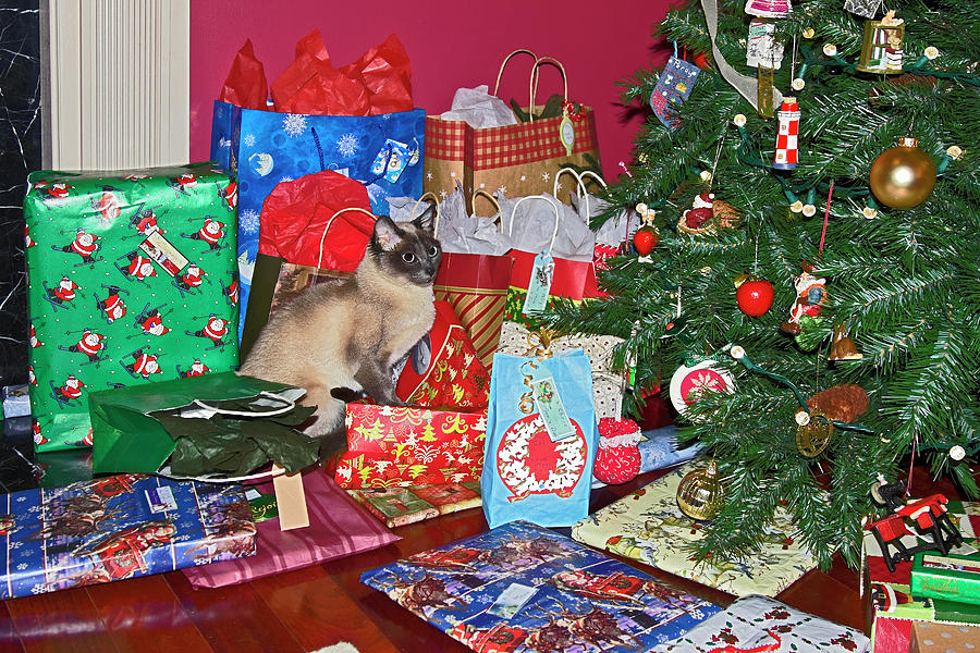 Cat Among Gifts Photograph by Sally Weigand