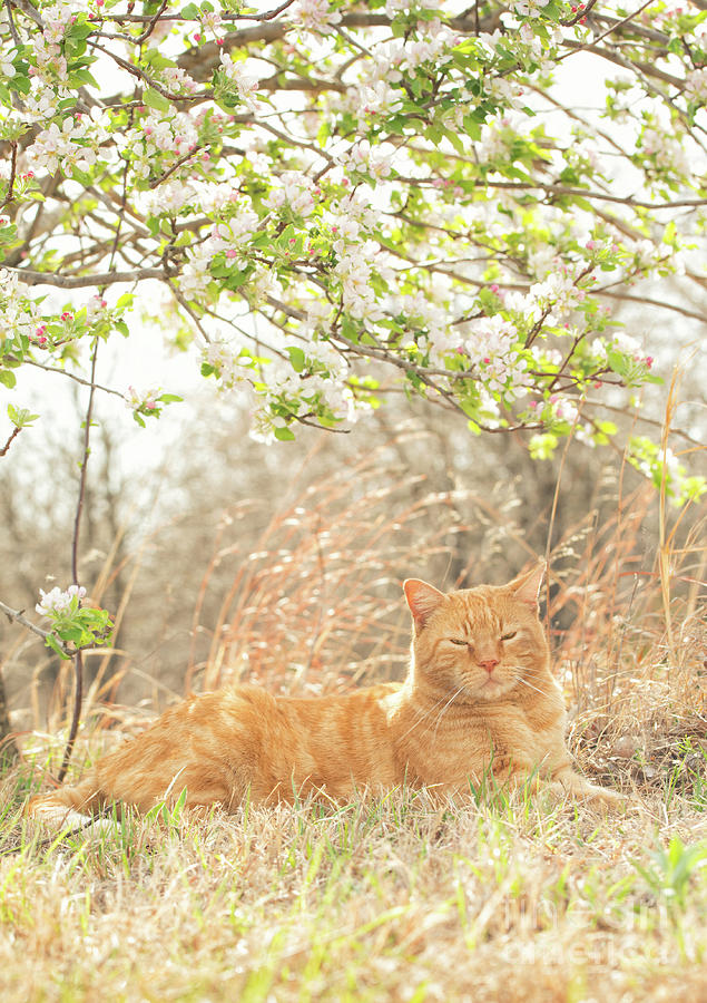 Cat and Apple Blossoms Photograph by Sari ONeal