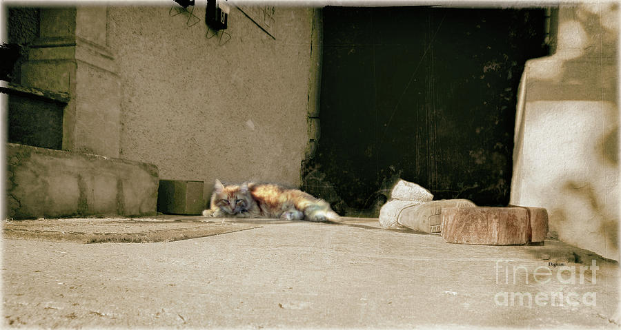 Cat Photograph - Cat And Boots by Steven Digman Cat Photograph - Cat And Boots by Steven Digman