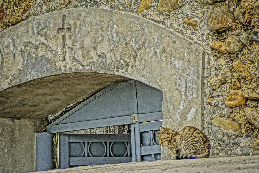 Cat and Cross Photograph by Dennis Cox