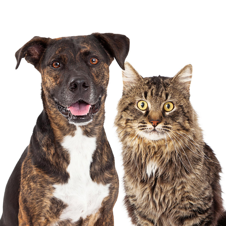 Cat and Dog Closeup Photograph by Good Focused