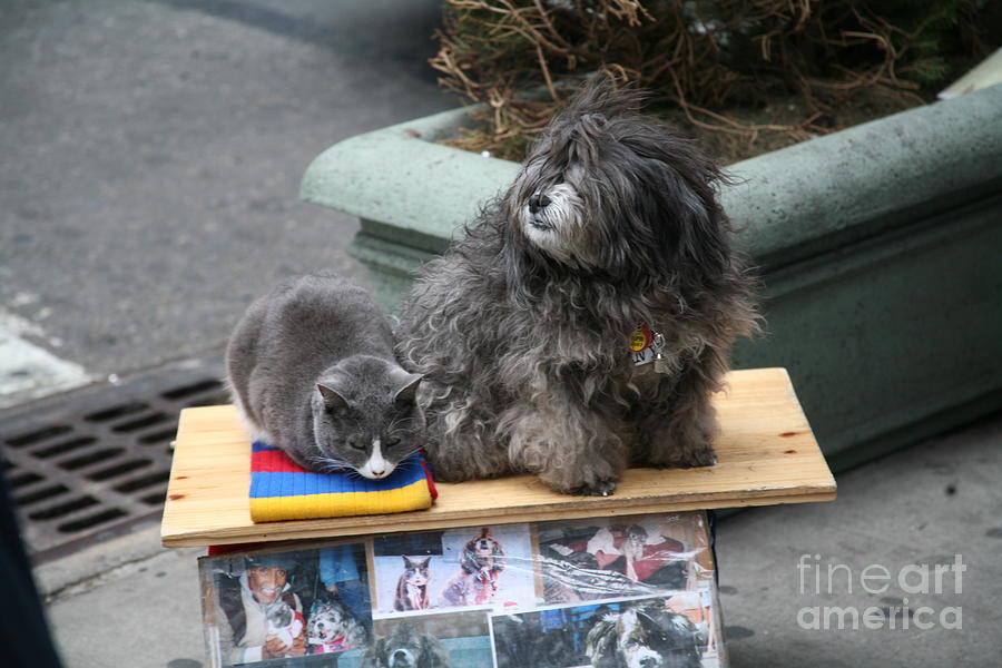 Cat and Dog NYC Donations Please  Photograph by Chuck Kuhn