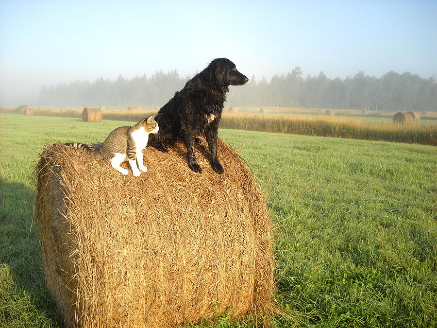 Cat and Dog on Hay Bale Photograph by Kent Lorentzen