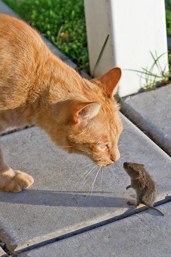 Cat and Mouse Photograph by Wesley Aston