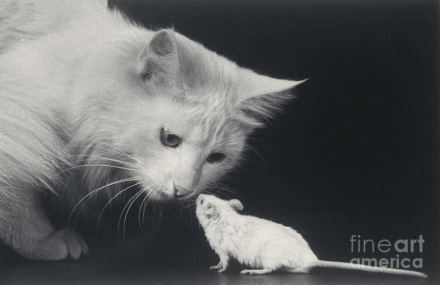 Cat And Mouse Photograph by Ylla