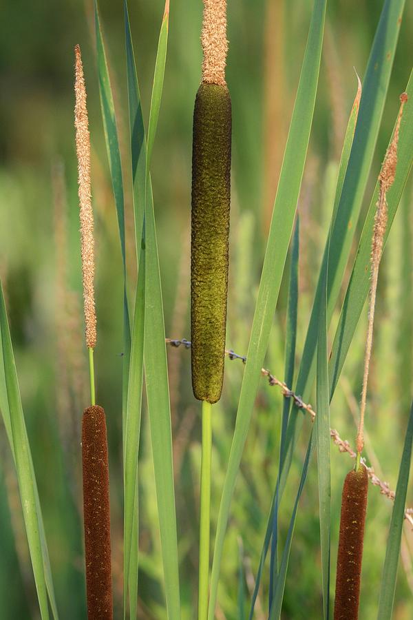 Cat and Nine Tails Photograph by Michael Dyer