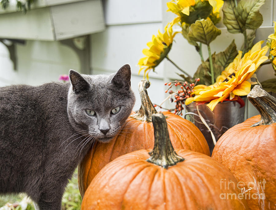 Cat and Pumpkins Photograph by Alana Ranney