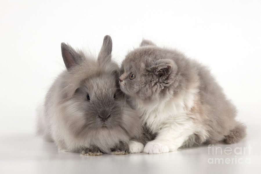 Cat And Rabbit Photograph by John Daniels