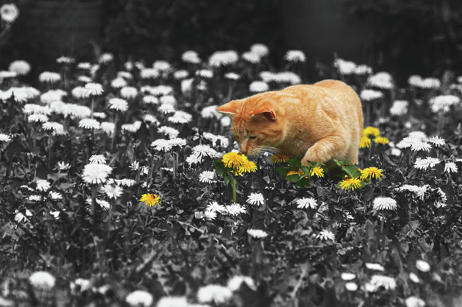 Cat And The Bee Photograph
